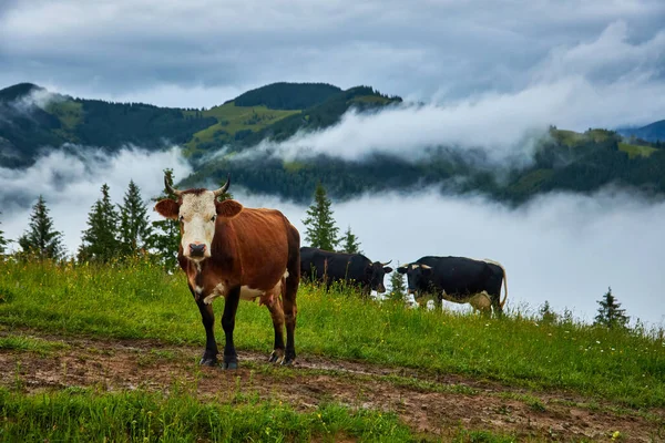 Krávy Pastvě Zelené Hory Mlhou — Stock fotografie