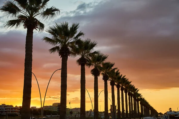 热带夕阳西下 有棕榈树 海边有一排棕榈树 游客可以在酒店附近游览 — 图库照片