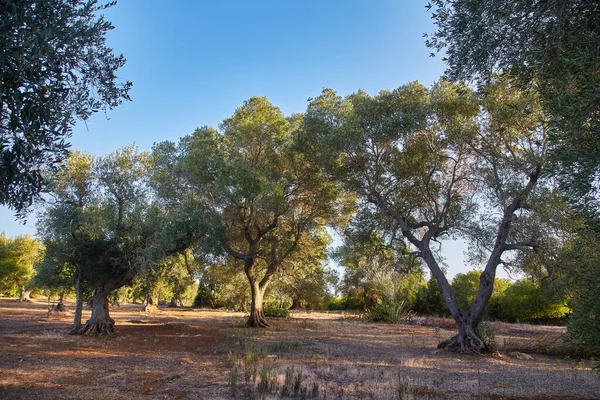 Obstgarten Mit Olivenbäumen Der Nähe Von Petrokefali Auf Kreta Griechenland — Stockfoto