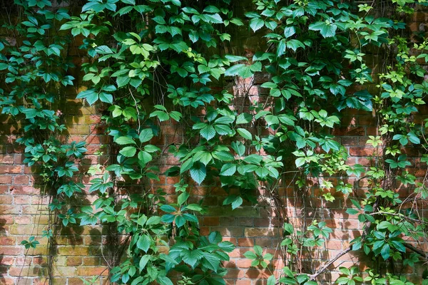 Groene Wilde Druivenbladeren Muur Achtergrond Natuurlijke Textuur Van Wilde Druivenbladeren — Stockfoto