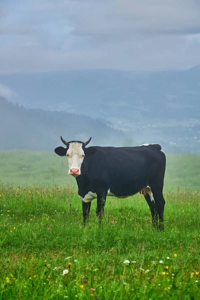 Krowa Wypas Zielonej Góry Mgły — Zdjęcie stockowe