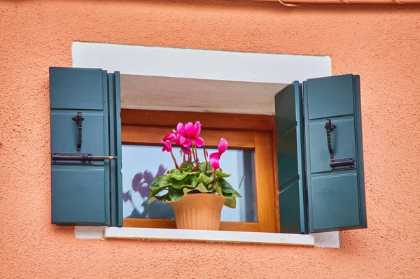 Window with brown shutters and flowers in the pot. Italy, Venice, Burano