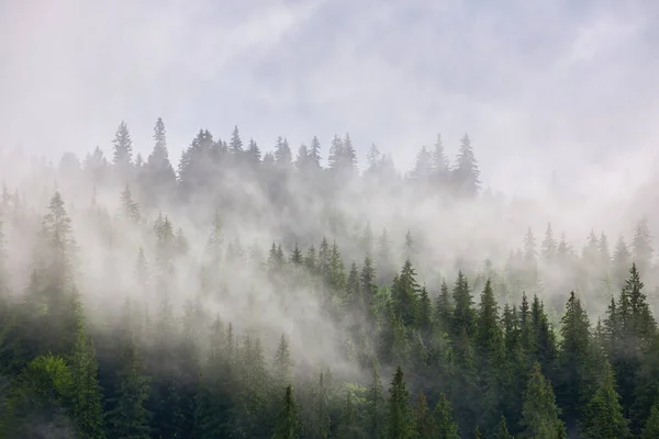 Αφηρημένο Τοπίο Στα Βουνά Ομίχλη Στο Δάσος — Φωτογραφία Αρχείου
