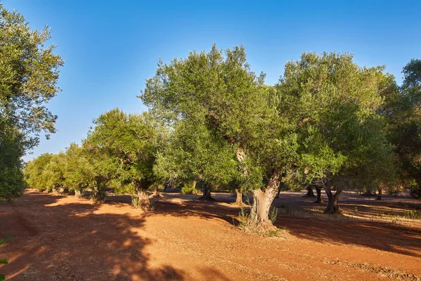 Włochy Apulii Południe Kraju Tradycyjnej Plantacji Drzew Oliwnych — Zdjęcie stockowe