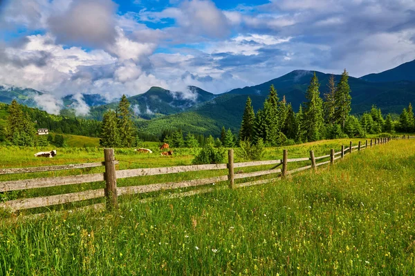 Letni Krajobraz Krowami Górach Ciemnoniebieskie Niebo Chmurami — Zdjęcie stockowe