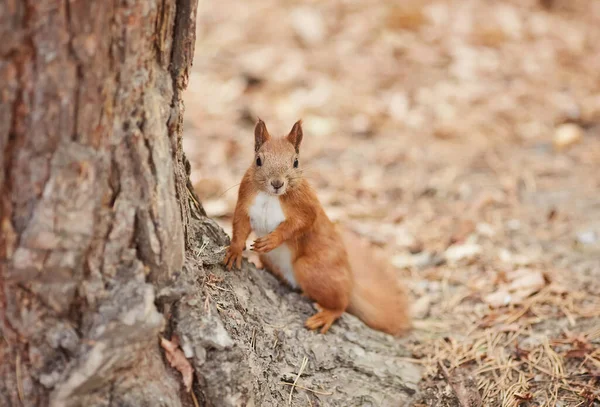 Autumn Squirrel Sits Branch Wild Animal Autumn Forest — Stock Photo, Image