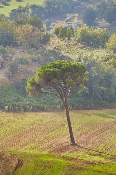 Древние Оливковые Деревья Саленто Апулия Южная Италия — стоковое фото