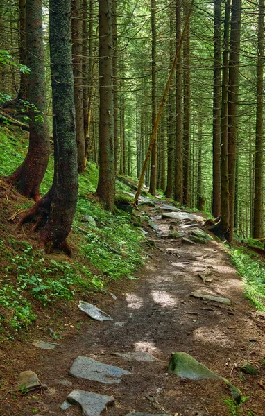 Wanderweg Einem Dunklen Kiefernwald Hang Des Berges Karpaten Ukraine Europa — Stockfoto