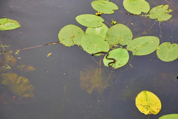 黄色の睡蓮の花 緑の葉 夏の日に雑草にヘビと池の空中ビュー — ストック写真