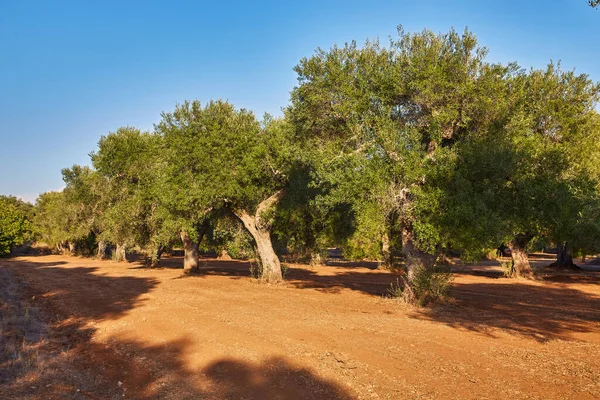 Italien Region Apulien Süden Des Landes Traditionelle Anpflanzung Von Olivenbäumen — Stockfoto