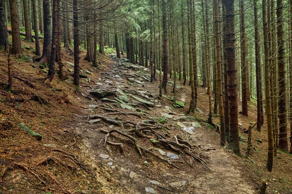 stock image Trail in a dark pine forest on the slopes of the mountain. Carpathians, Ukraine, Europe. Beauty world. Vintage filter