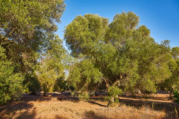 Olivenbaumgarten Der Nähe Von Petrokefali Beton Griechenland Europa — Stockfoto
