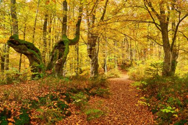 Güzel bir sonbahar manzarası ve sıcacık güneş ışığı olan manzaralı bir orman.
