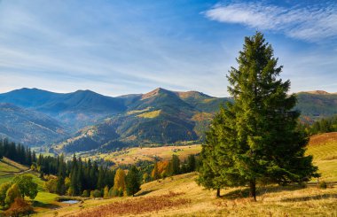 Sonbahar mevsiminde güneşli bir günde orman. Dağ manzarası