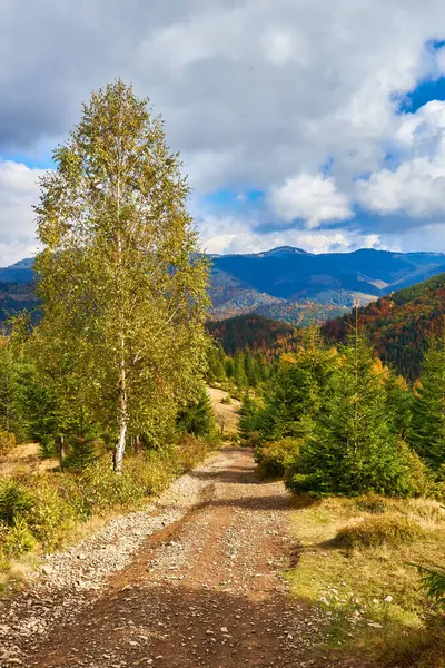 Les Slunečného Dne Podzimní Sezóně Horská Krajina — Stock fotografie