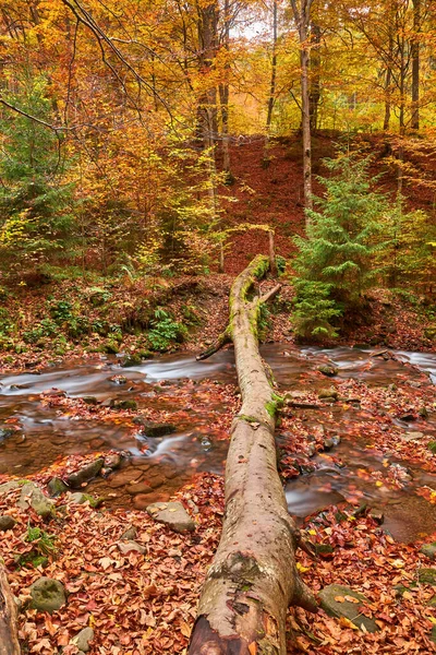 秋天的树叶沿着一条森林小河流过 秋天的森林溪流 秋天的森林溪流在秋天的风景 — 图库照片
