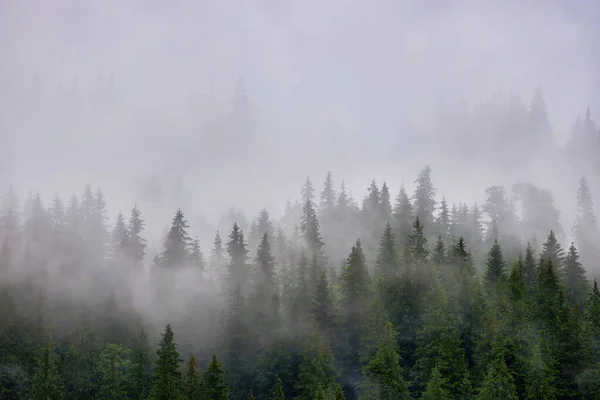 Paisagem Com Nevoeiro Montanhas Fileiras Árvores — Fotografia de Stock
