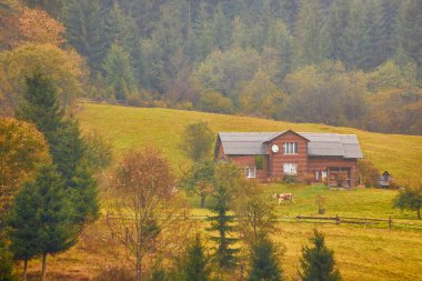 Çim güneş ışınları ile aydınlanmış. Görkemli sonbahar kırsal manzara. Sabah sisi ile fantastik sahne. Donmuş yeşil çayırlar. Pitoresk tatil Karpatlar vadisi, Ukrayna, Avrupa.