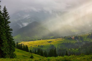 Alplerde yeşil çayırlar, çiçek açan çiçekler ve arka planda karla kaplı dağ tepeleri olan Idyllic manzarası.