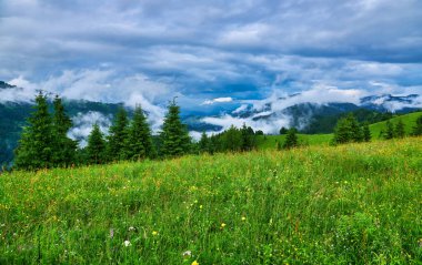 Dağlar ve çiçeklerle İlkbaharda Alplerde