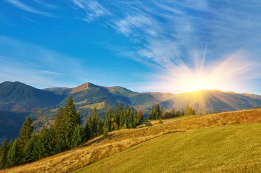 Güzel dağlar ve çam ağaçları, sonbaharda dağlar ve çam manzarası, Gündoğumunda, dağ ve çam manzaralı çam ormanlarında hava manzarası