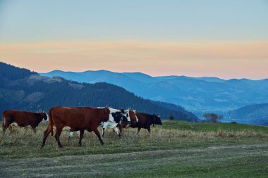 İneklerle dolu dağ manzarası. Huzurlu bir atmosfer. Otlaktaki inekler.
