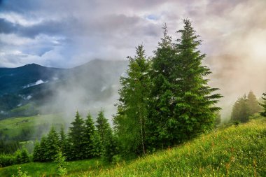 Dağlarda sis ve sıra sıra ağaçlarla kaplı bir manzara.