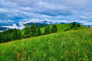Sabah ışığında dağ çayırında. Çimenli tepenin arkasındaki ormanın arkasında sisli bir vadi ile ilkbahar manzarası. Parlak mavi gökyüzünde kabarık bulutlar. Doğa tazeliği kavramı