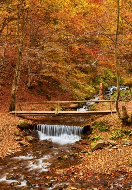 Sonbahar ormanında hızlı bir derenin üzerinde bir köprü. Sonbahar nehir akarsu görünümü.