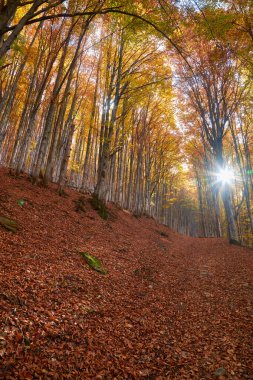 Güzel bir sonbahar manzarası ve sıcacık güneş ışığı olan manzaralı bir orman.