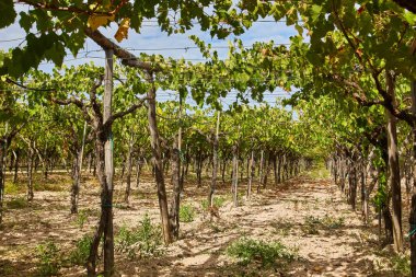 Collecorvino, Abruzzo, İtalya 'da güneşli bir günde üzüm bağındaki bir arazide asma sıra dizilmiş. Düşük açı, geniş açı..