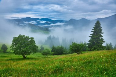 Sabah ışığında dağ çayırında. Çimenli tepenin arkasındaki ormanın arkasında sisli bir vadi ile ilkbahar manzarası. Parlak mavi gökyüzünde kabarık bulutlar. Doğa tazeliği kavramı