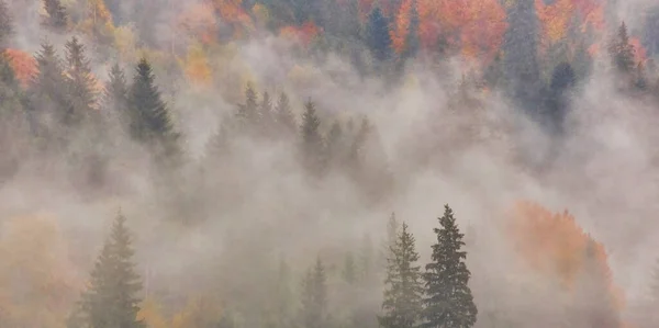 Autumn Fog Landscape Forest Mountains Trees View Mist — Stock Photo, Image