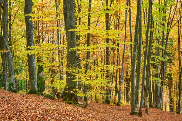 Floresta Faia Com Folhas Laranja Paisagem Outono Dia Ensolarado Nas — Fotografia de Stock