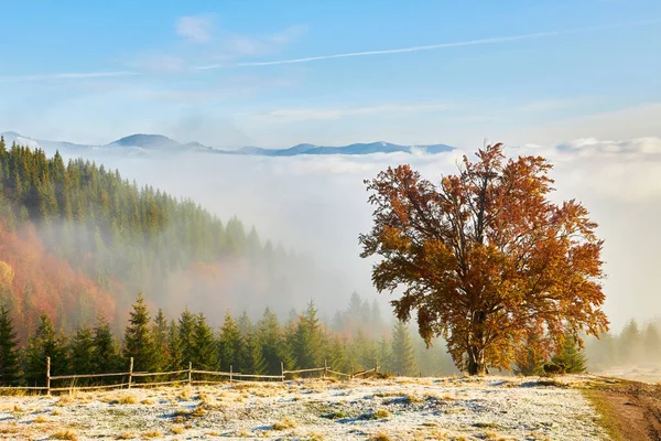 Paisagem Outono Com Nevoeiro Nas Montanhas Floresta Abetos Nas Colinas — Fotografia de Stock
