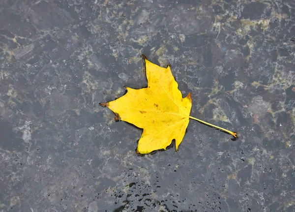 Πεσμένο Κίτρινο Φύλλο Σφενδάμου Στο Υγρό Οδόστρωμα Μια Κρύα Ημέρα — Φωτογραφία Αρχείου