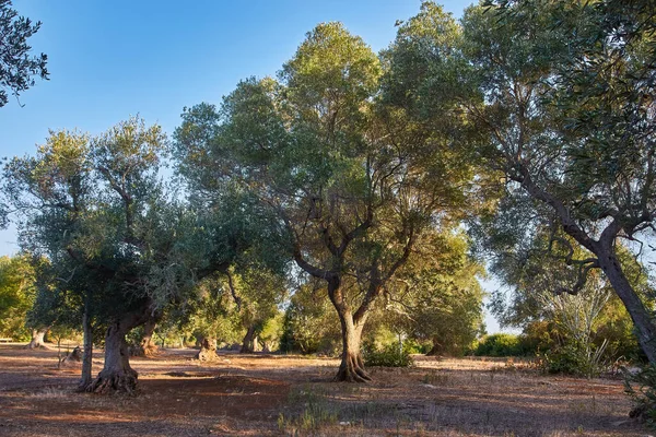 Olivenbäume Einem Sonnigen Olivengarten — Stockfoto