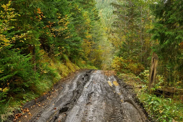 Yağmur sonrası çamurlu su birikintileriyle ormandaki toprak yol.