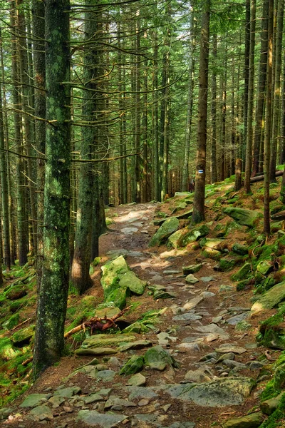 Túrázás Hegyekben Gyönyörű Kőút Egy Túraútvonalon Vadon Élő Hegyi Erdő — Stock Fotó