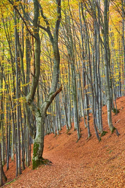 Πολύχρωμο Τοπίο Φθινόπωρο Σκηνή Φράχτη Στην Τρανσυλβανία Βουνό Ρουμανία — Φωτογραφία Αρχείου