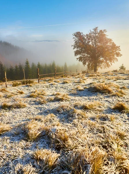 Der Rasen Wird Von Den Sonnenstrahlen Erleuchtet Majestätische Ländliche Herbstlandschaft — Stockfoto