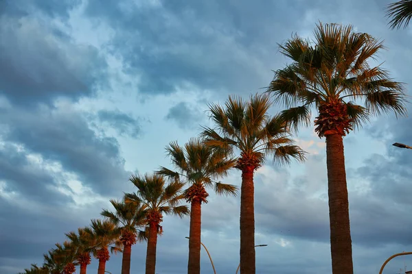 Tropical Sunset Sea Palm Trees Row Palm Trees Ocean Coast — Stock Photo, Image