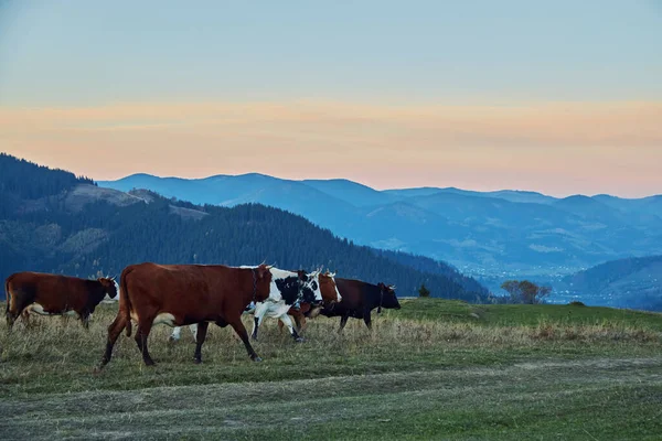 Гірський Пейзаж Коровами Спокійна Атмосфера Корови Пасовищі — стокове фото