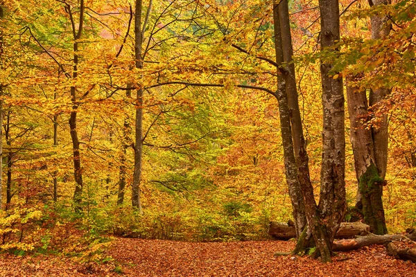 Paisagem Outono Montanha Com Floresta Colorida — Fotografia de Stock