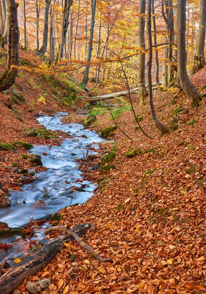Осенние Листья Вдоль Лесного Ручья Лесной Поток Осенью Осенний Лесной — стоковое фото