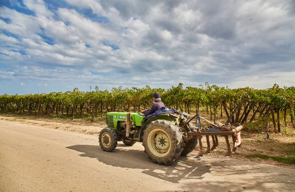 İtalya 'da açık mavi gökyüzü altında büyüyen üzüm bağlarının arasında yerde tarım traktörü..