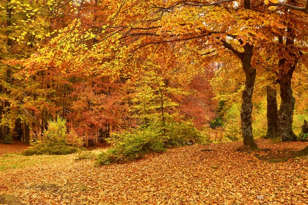 Великолепная Осенняя Пейзажная Панорама Живописного Леса Большим Количеством Теплого Солнца — стоковое фото