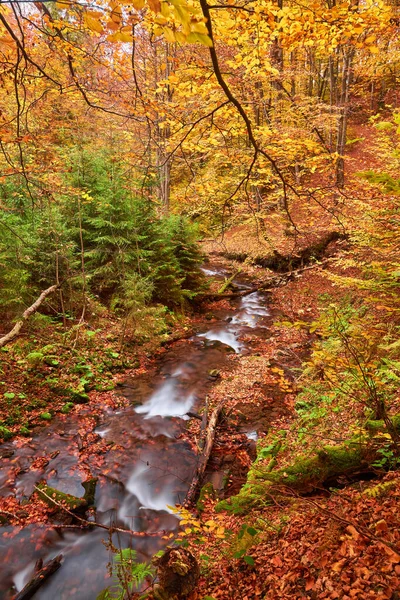 Jesienne Liście Wzdłuż Leśnego Strumienia Strumień Leśny Jesienią Jesienny Strumień — Zdjęcie stockowe