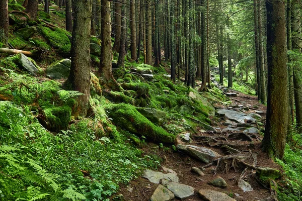 Gyönyörű Táj Nyomtatáshoz Sétaút Hegyi Erdőben — Stock Fotó