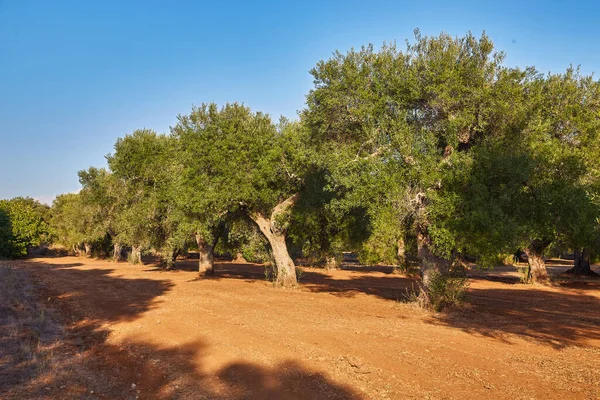 Drzewa Oliwne Słonecznym Widokiem Ogród Oliwny — Zdjęcie stockowe